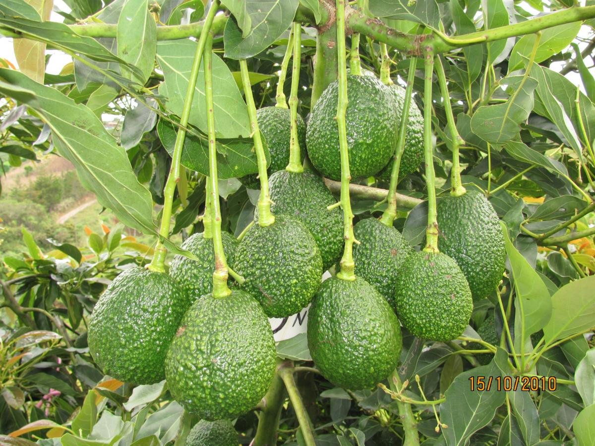 Aguacate Hass